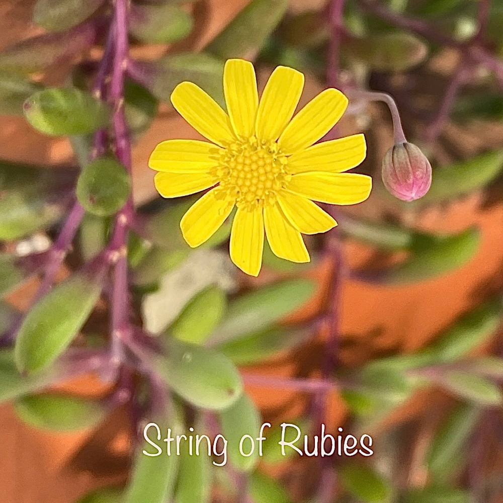 3 LIVE String of Rubies Succulent plant cuttings, three 5" long slips cutt…